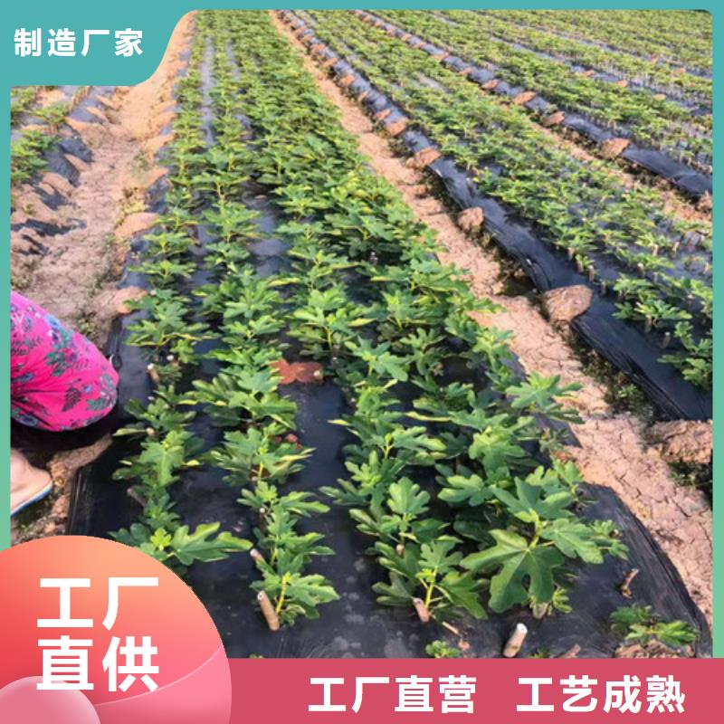 青皮无花果树苗行情