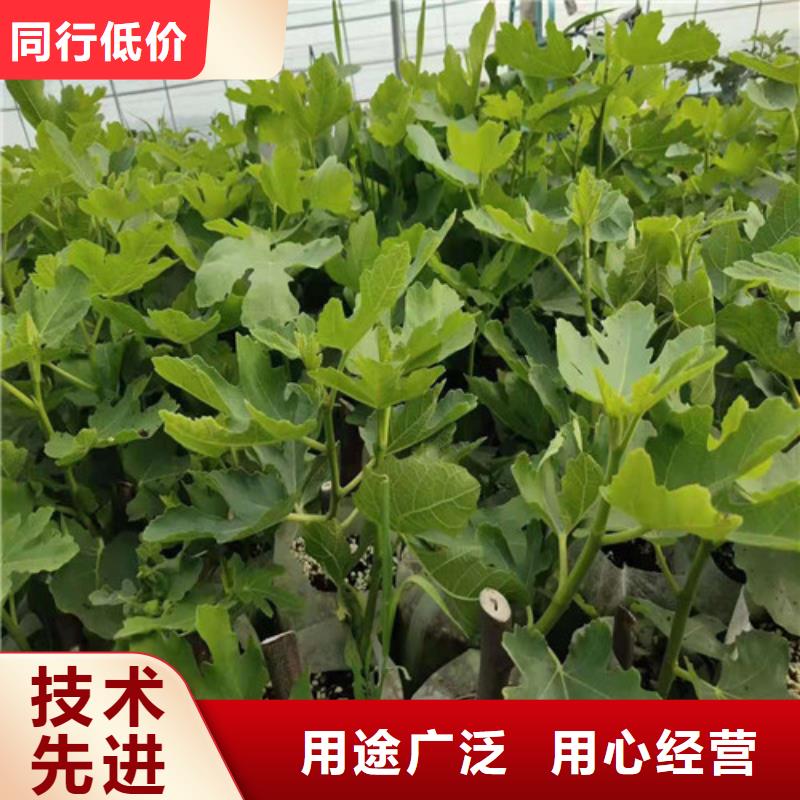 华丽无花果苗一亩地利润