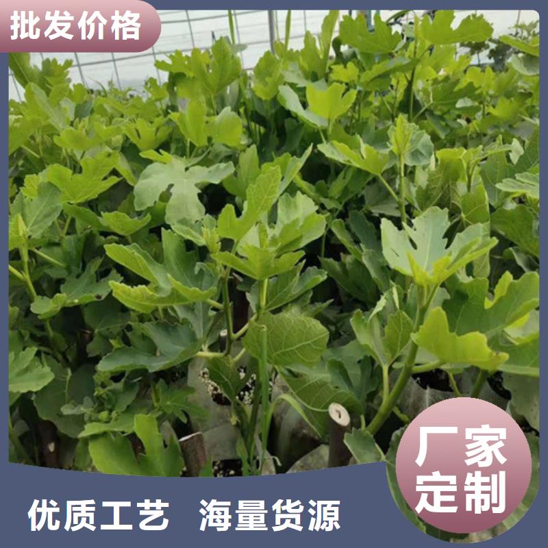 青皮无花果树苗行情