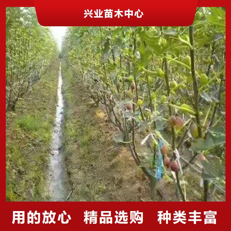 无花果樱桃树苗购买的是放心