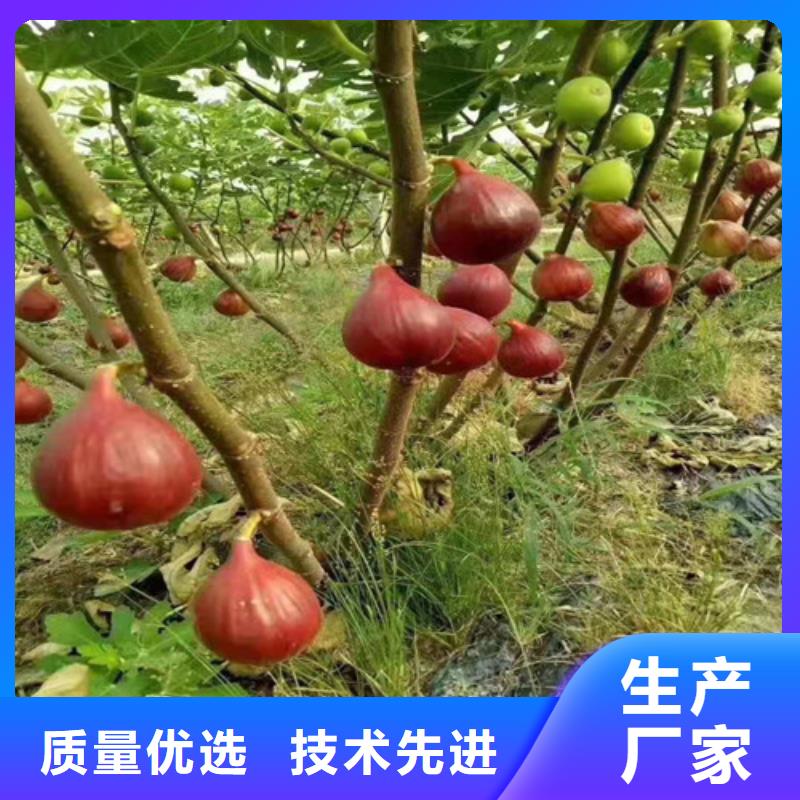 金傲芬无花果苗