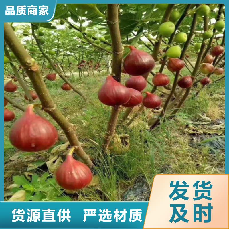 美利亚无花果树苗