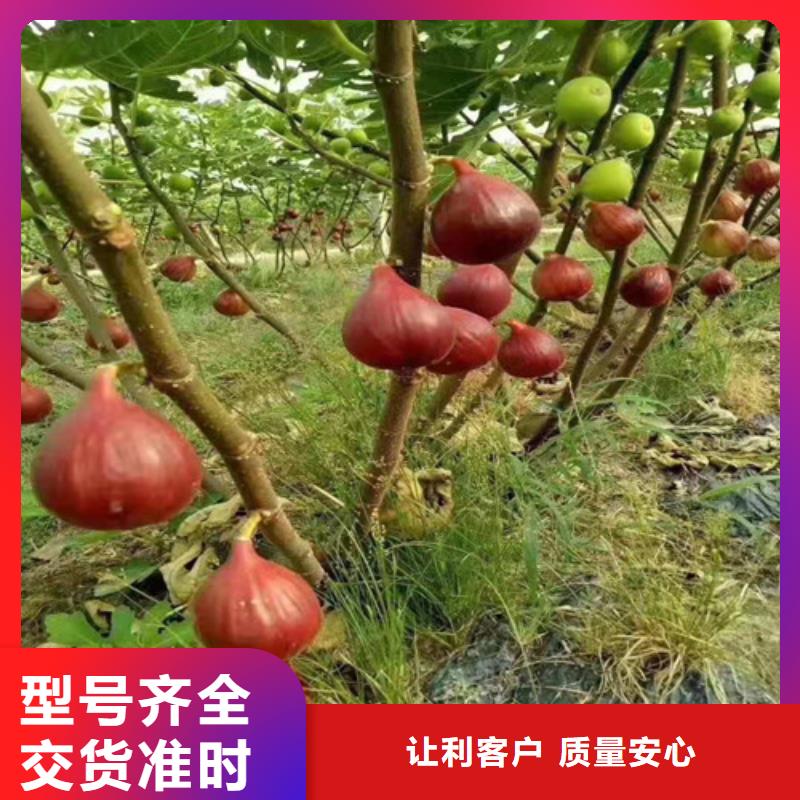 青皮无花果树苗行情
