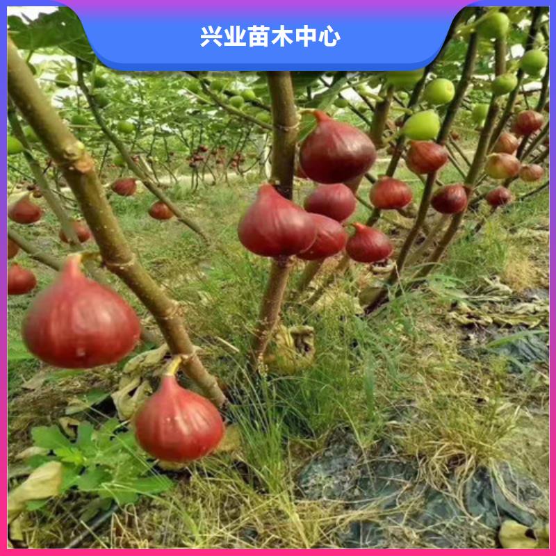 金傲芬无花果苗种植方法及时间
