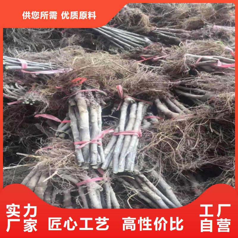 芭劳奈无花果树苗批发低价