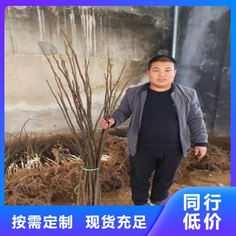 青皮无花果苗成活率高