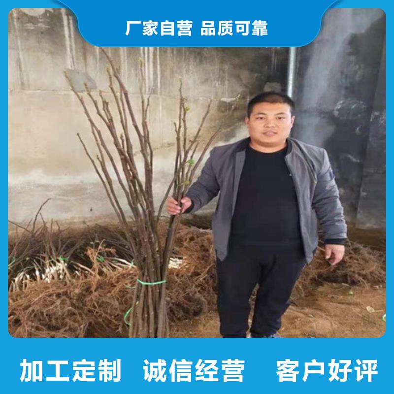 波姬红无花果苗
