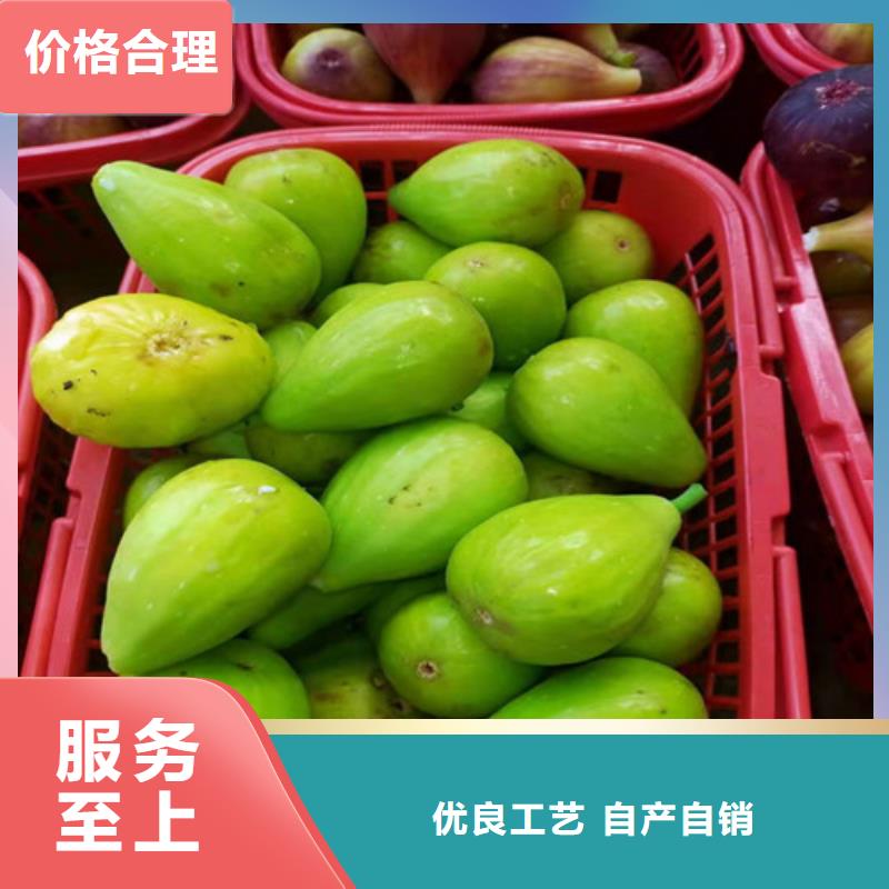 金傲芬无花果苗种植方法及时间