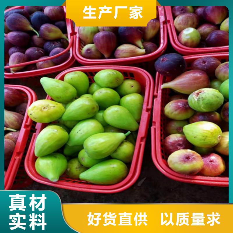 早黄无花果苗