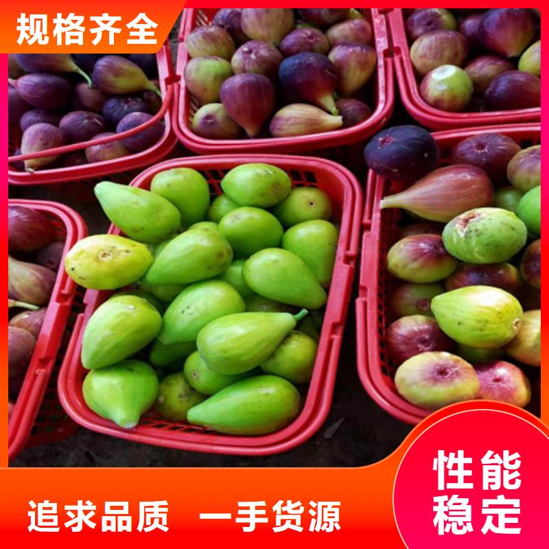 金傲芬无花果苗