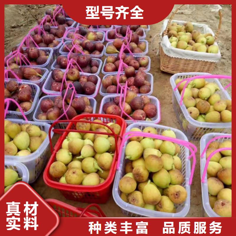 金傲芬无花果苗