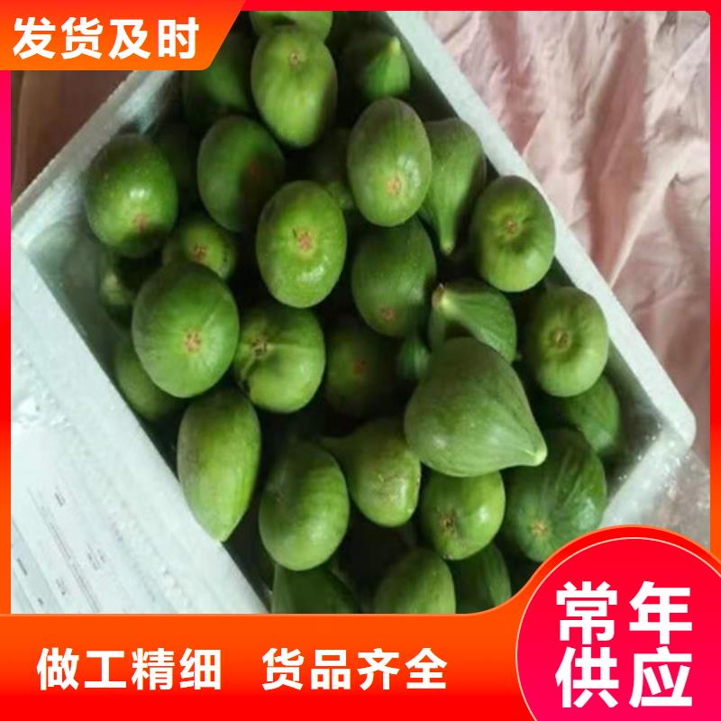 金傲芬无花果苗