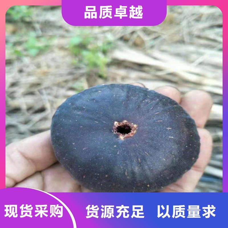 玛斯义陶芬无花果树苗