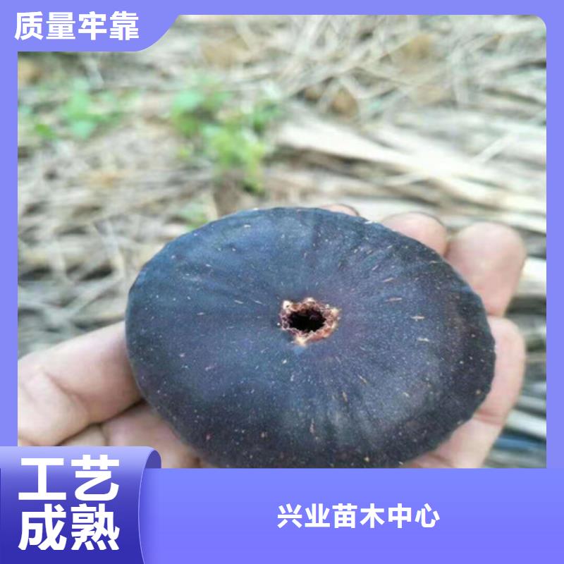 青皮无花果树苗行情