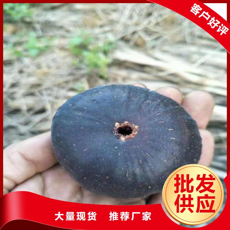 金傲芬无花果苗种植方法及时间