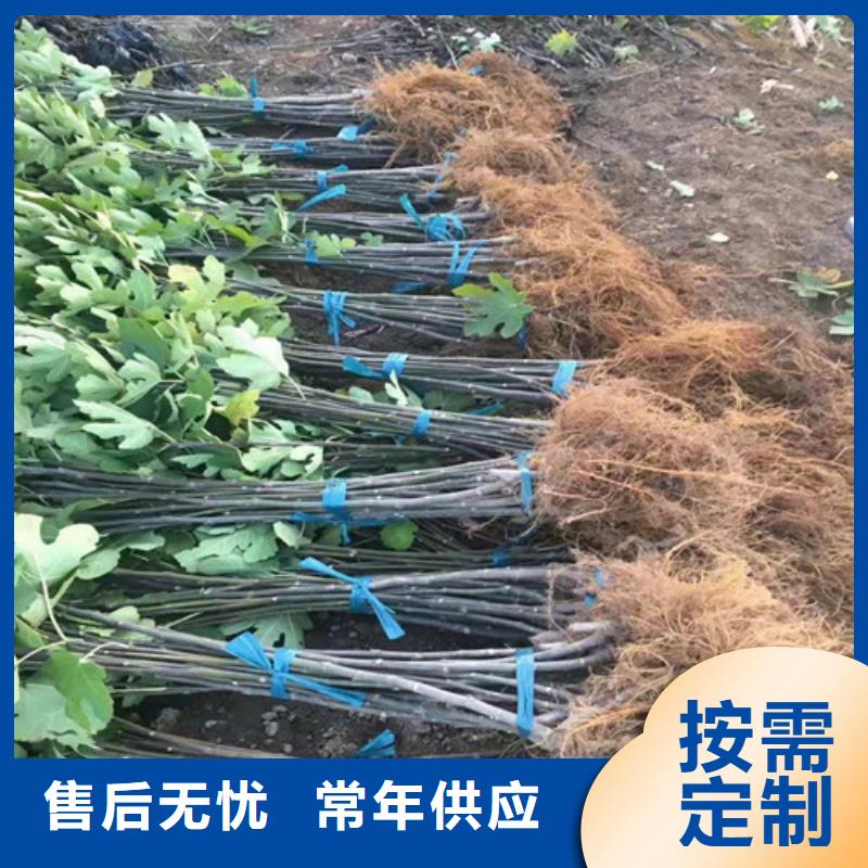 金傲芬无花果苗