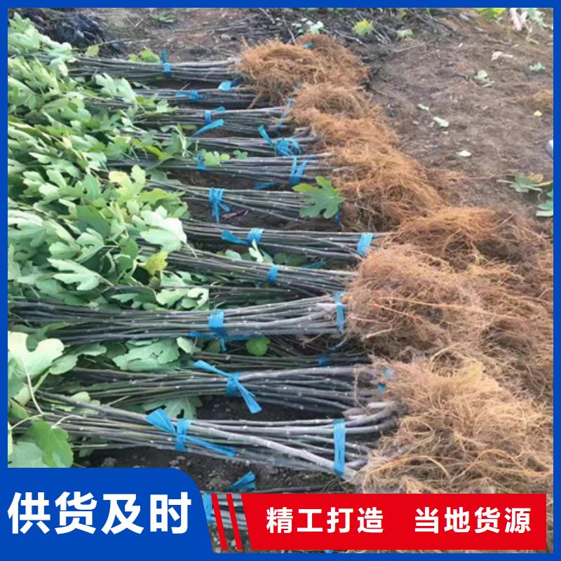 美利亚无花果树苗