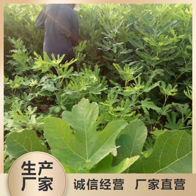 金傲芬无花果苗