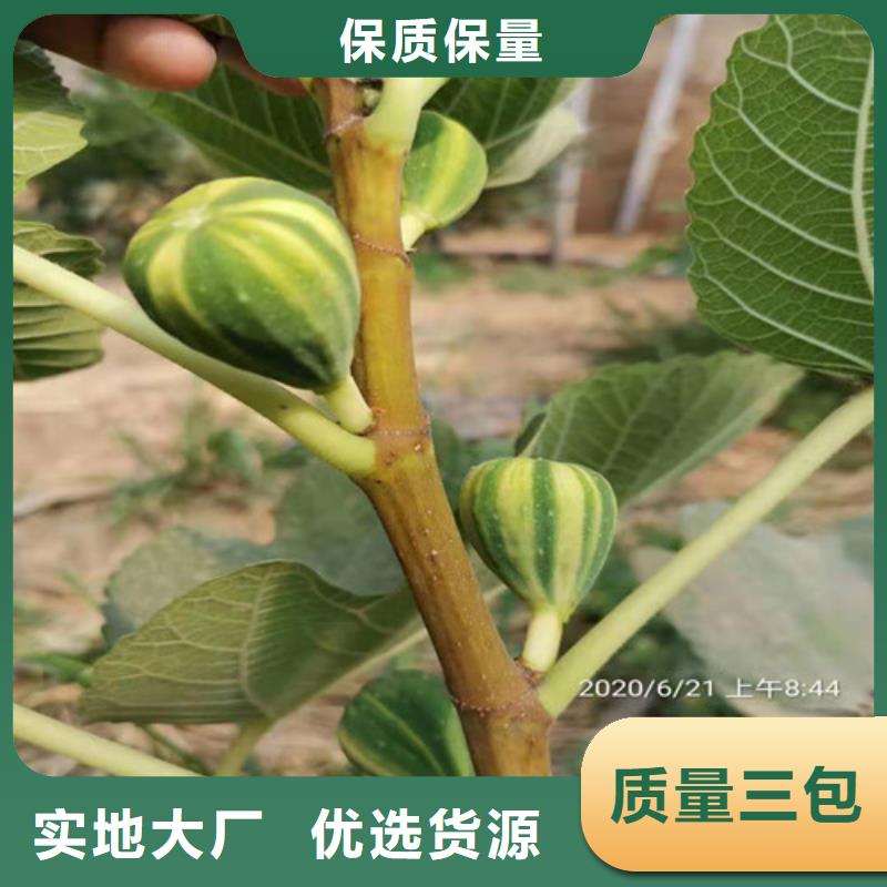 【无花果草莓苗批发价格】