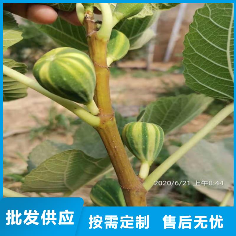 金傲芬无花果树苗高产品种
