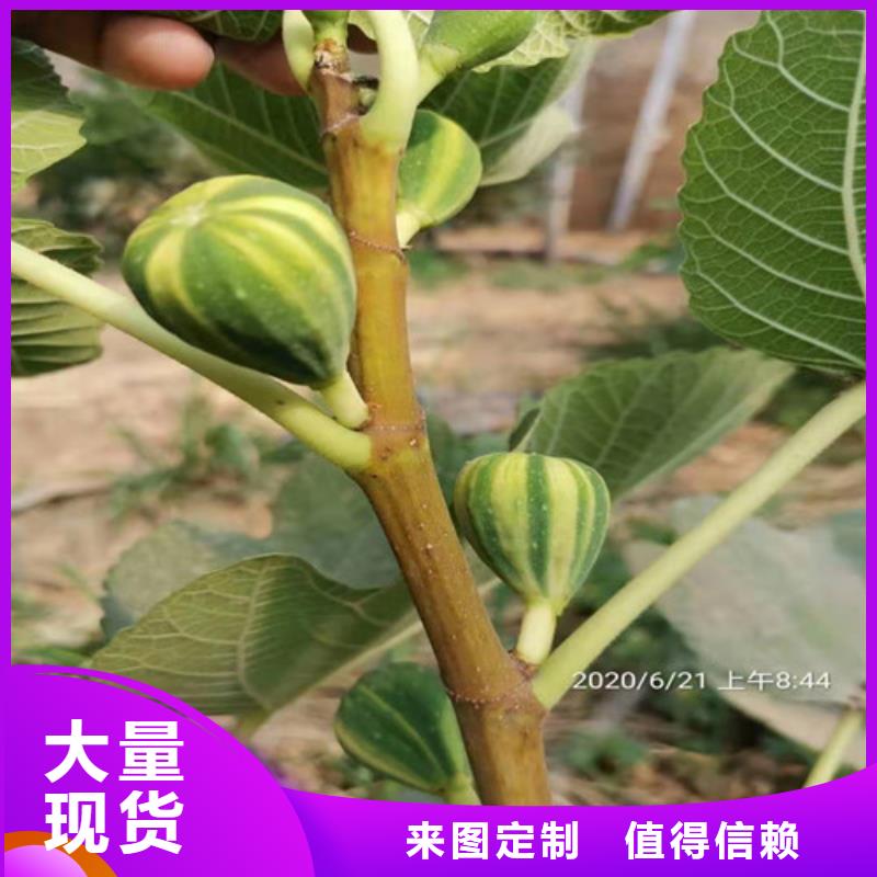 金傲芬无花果苗