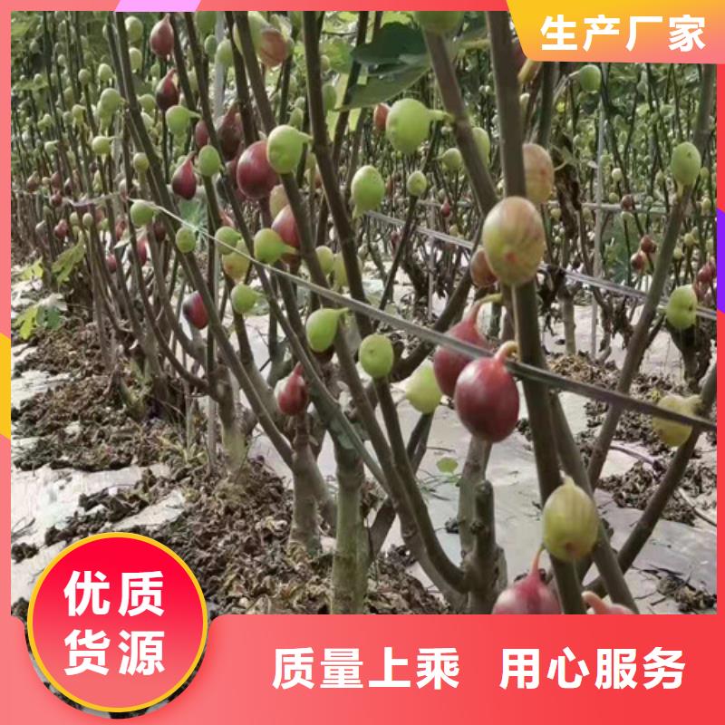 金傲芬无花果苗