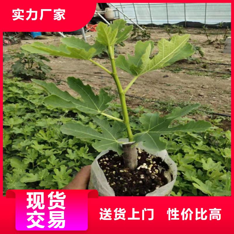 青皮无花果树苗行情