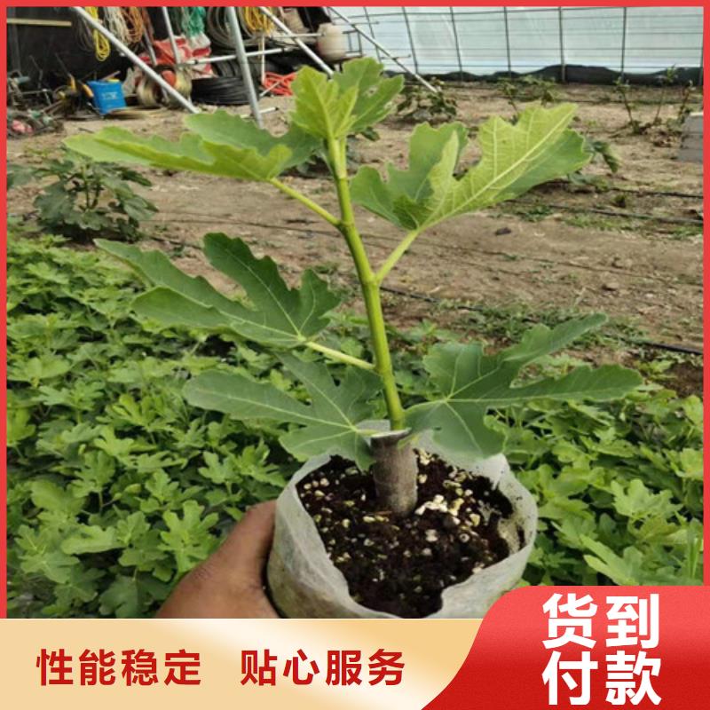 金傲芬无花果苗