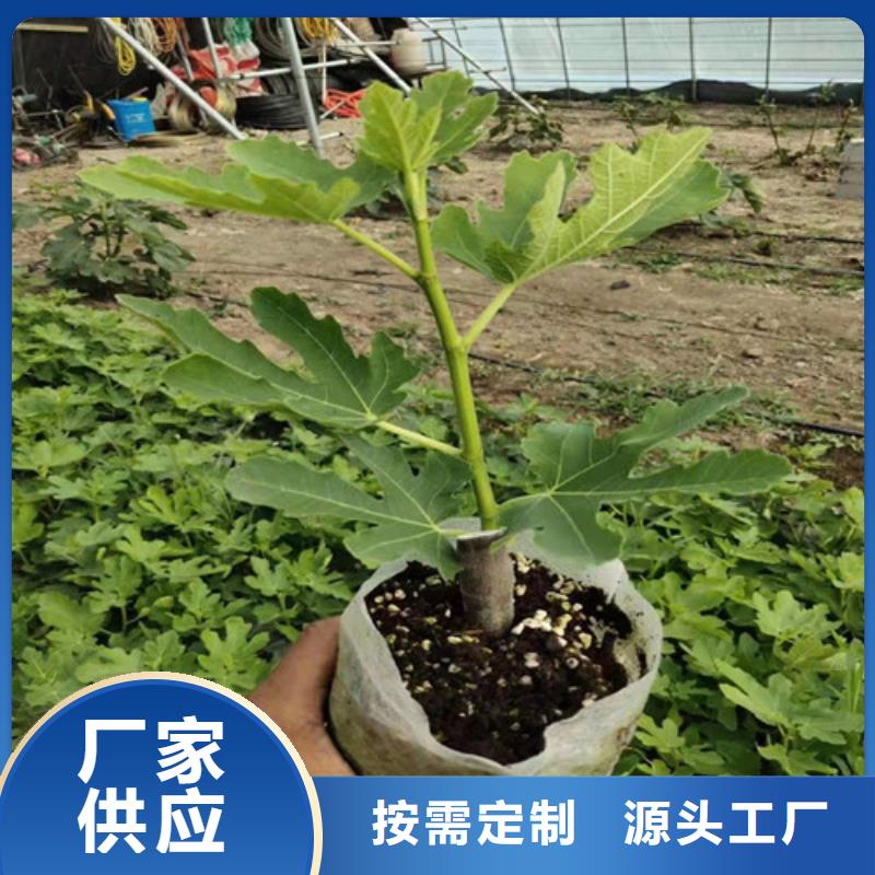 临高县布兰瑞克无花果苗管理方式