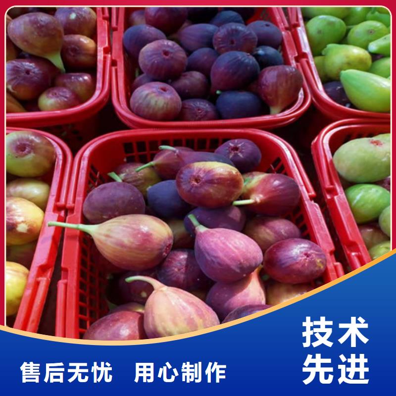 日本紫果无花果树苗