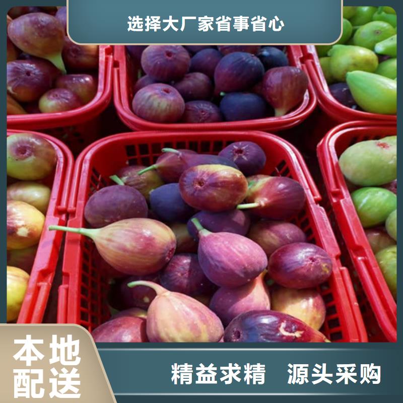 金傲芬无花果苗