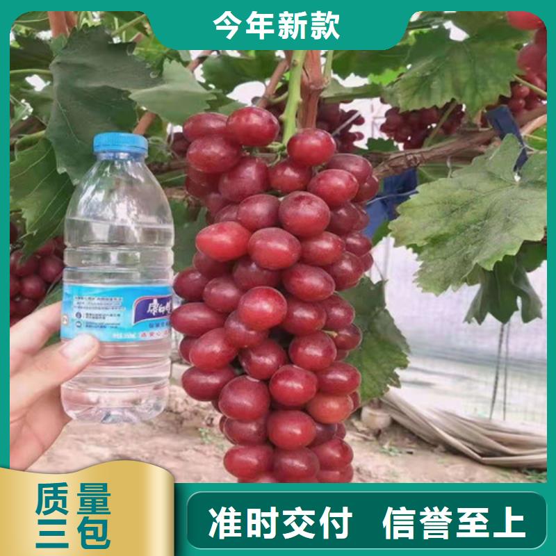 红指葡萄树苗成活率高
