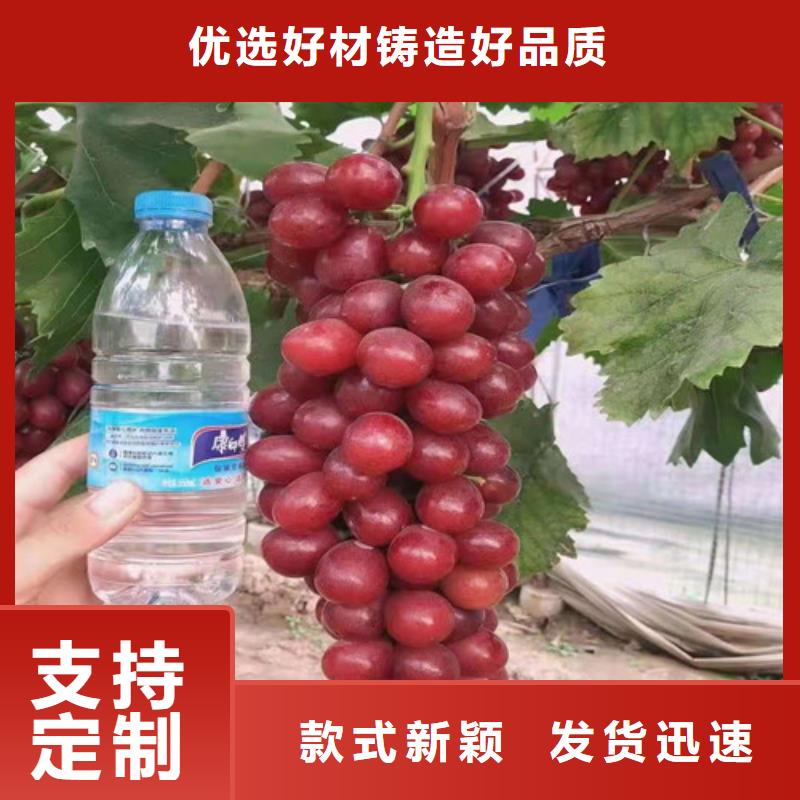贵人香葡萄树苗