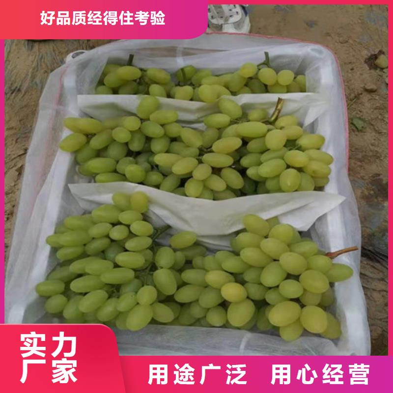 津黑皇葡萄树苗