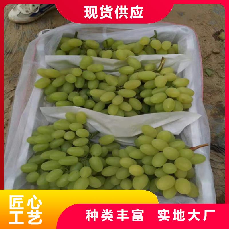 葡萄树苗批发价格
