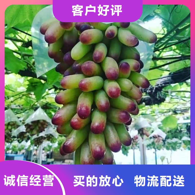 紫甜无核葡萄苗