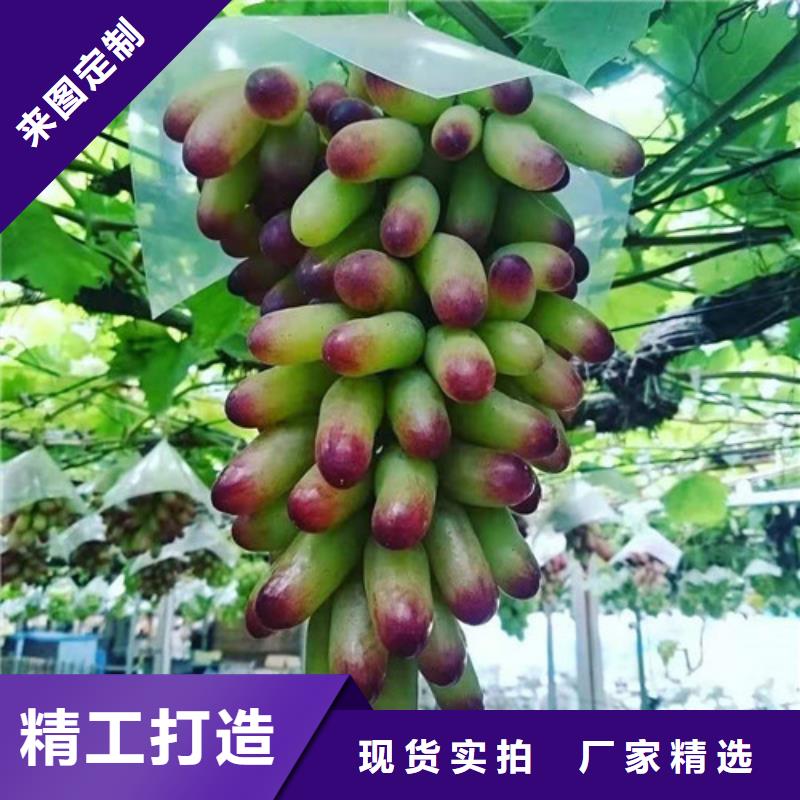 金田美指葡萄苗一亩地种植利润