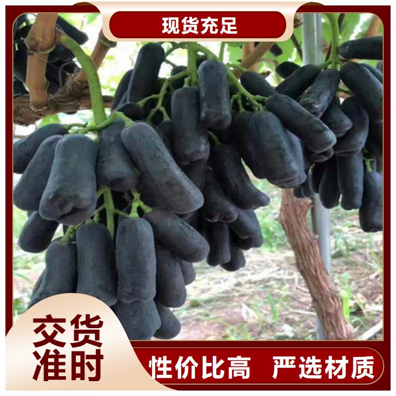 香蕉王葡萄树苗质优价廉