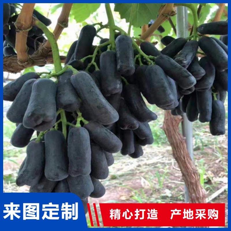 贵人香葡萄树苗