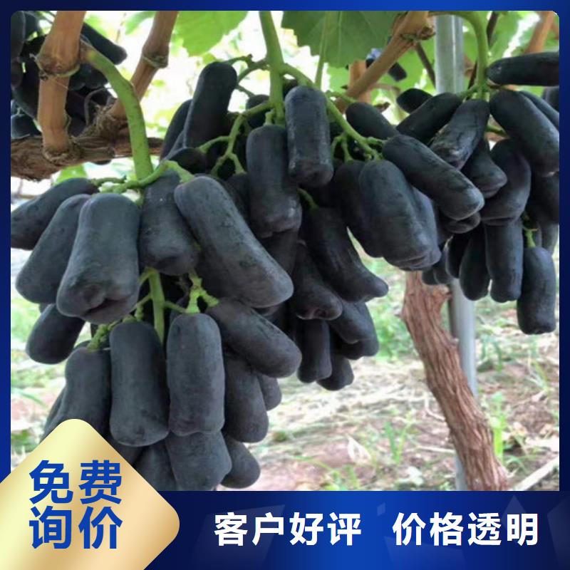 春光葡萄苗