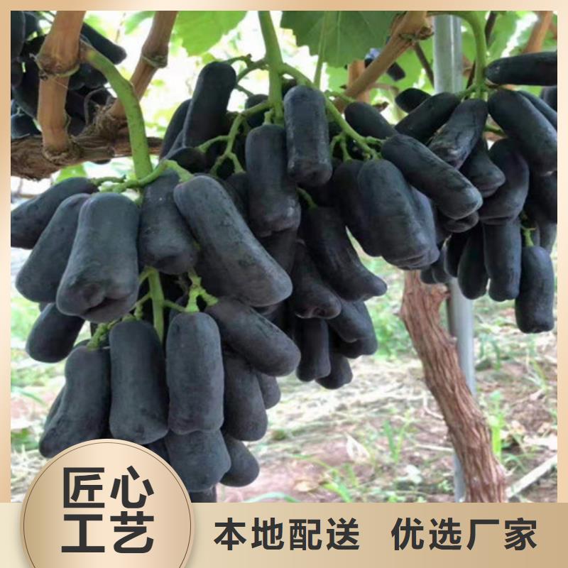 葡萄树苗多少钱一株