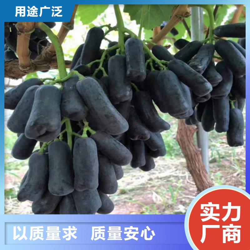 霞多丽葡萄苗哪里的便宜