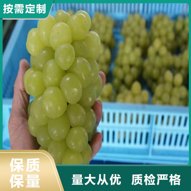 霞多丽葡萄苗哪里的便宜