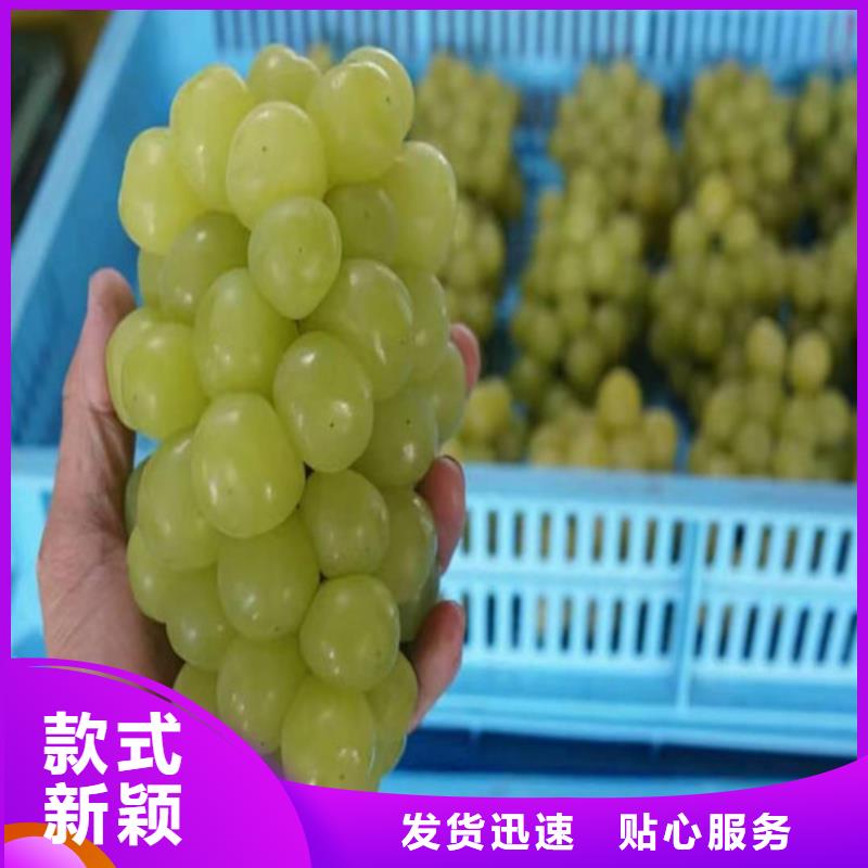 魏可葡萄树苗
