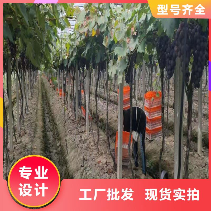 霞多丽葡萄苗用药技术