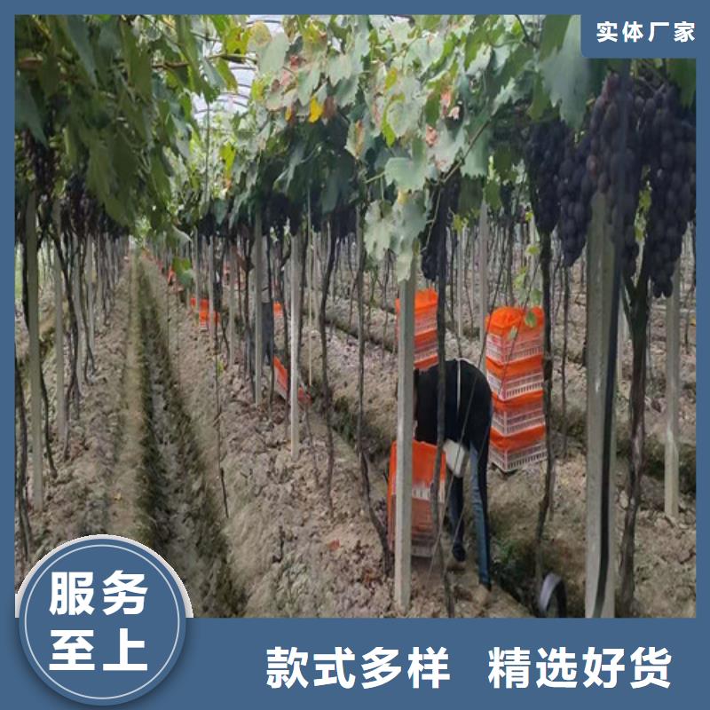 绍兴一号葡萄树苗
