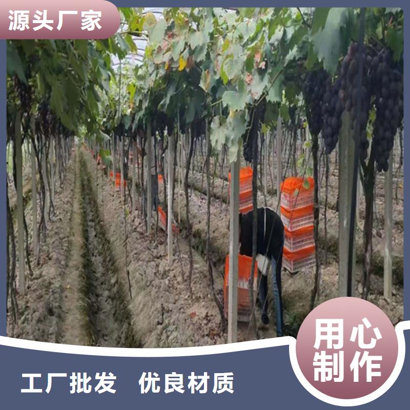 个旧康克葡萄树苗