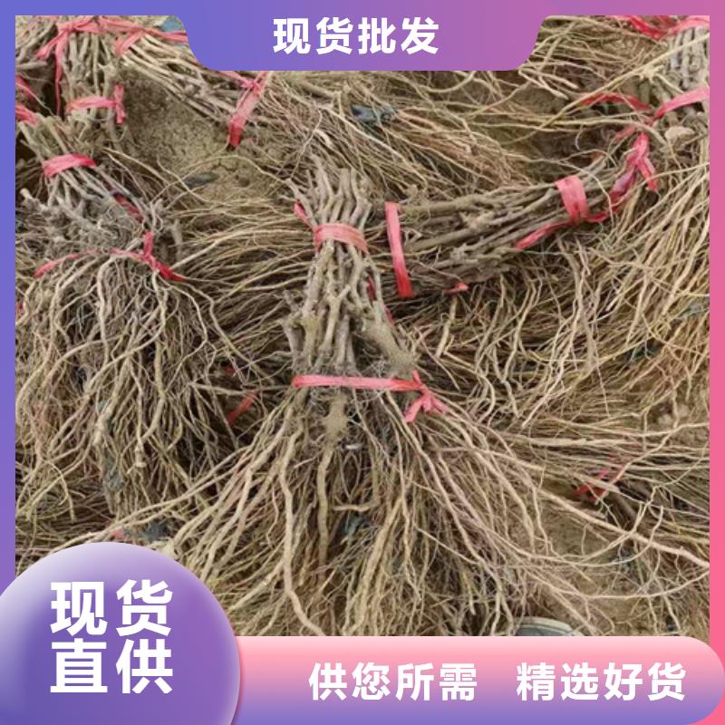 火焰无核葡萄树苗