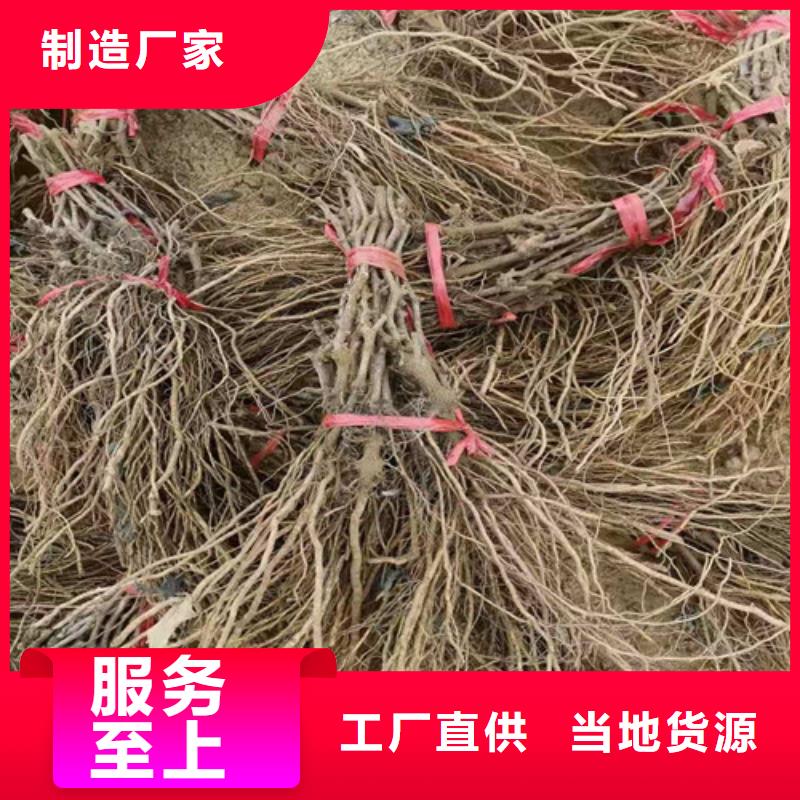 早生内玛斯葡萄苗种植方法