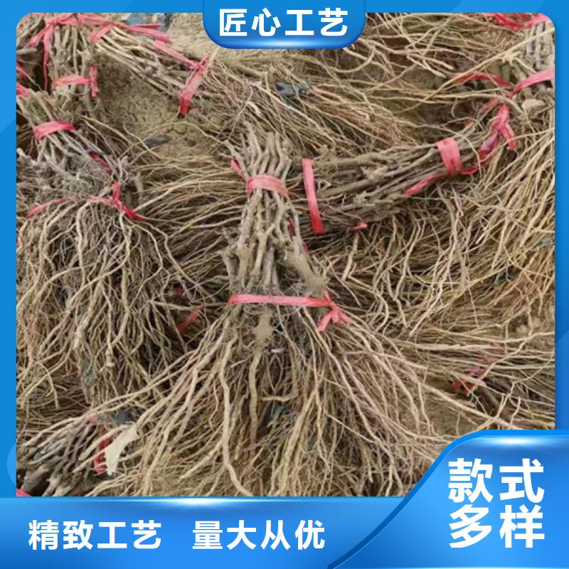紫甜无核葡萄苗